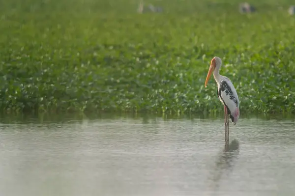 Ein Schöner Einsamer Storchenvogel Steht Einem Ruhigen See Vor Einem — Stockfoto