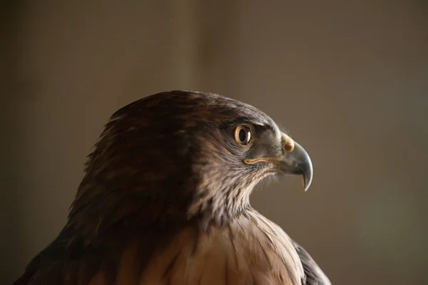 Eine Nahaufnahme Eines Rotschwanzfalken Buteo Jamaicensis — Stockfoto