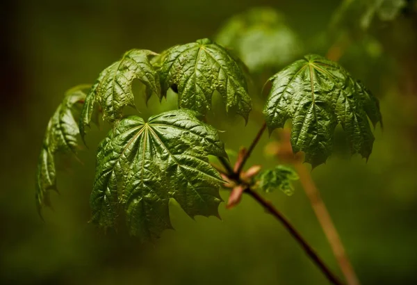 Eine Nahaufnahme Wachsender Pflanzen Mit Blättern Unscharfen Hintergrund — Stockfoto