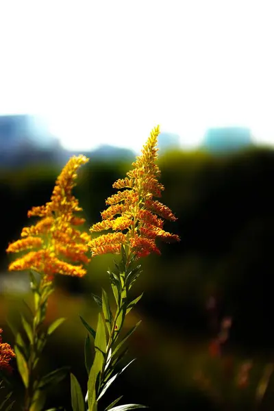 Vertical Shot Blooming Flowers — 스톡 사진