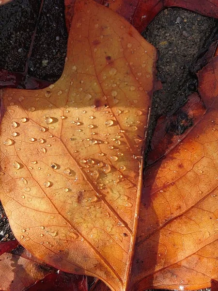 Zbliżenie Ujęcie Brązowego Liścia Kroplami Wody — Zdjęcie stockowe