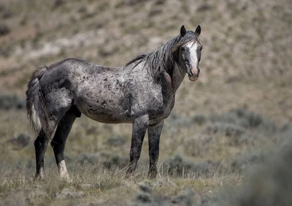 Cavallo Nokota Piedi Una Fattoria Erba Nella Mccullough Peaks Area — Foto Stock