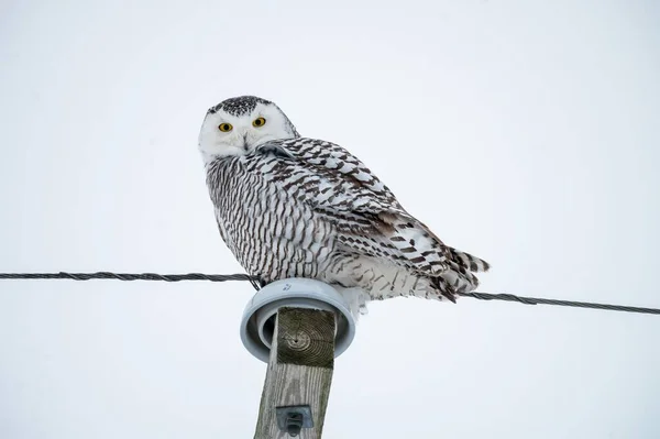 Snowy Owl Captured Michigan Winter — Stock Photo, Image