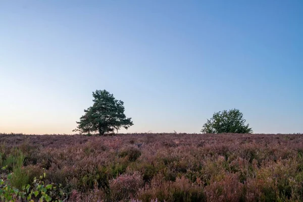 Kırsal Kesimde Güzel Bir Ağaç Manzarası — Stok fotoğraf