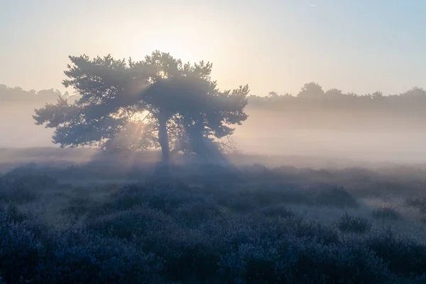 Eine Schöne Aufnahme Von Baumsilhouetten Auf Einem Nebligen Feld Unter — Stockfoto