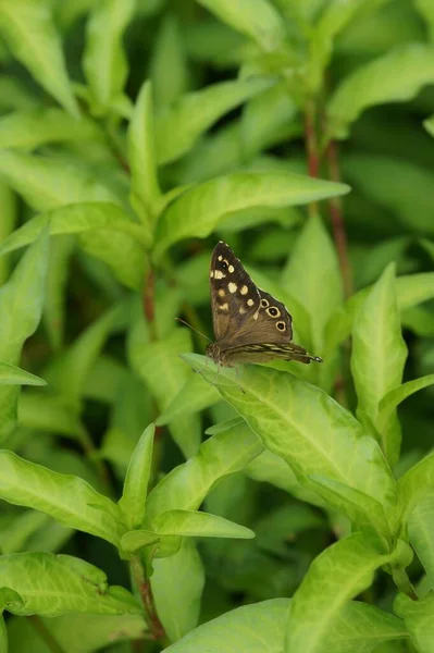 Gros Plan Magnifique Papillon Bois Moucheté Debout Sur Des Feuilles — Photo
