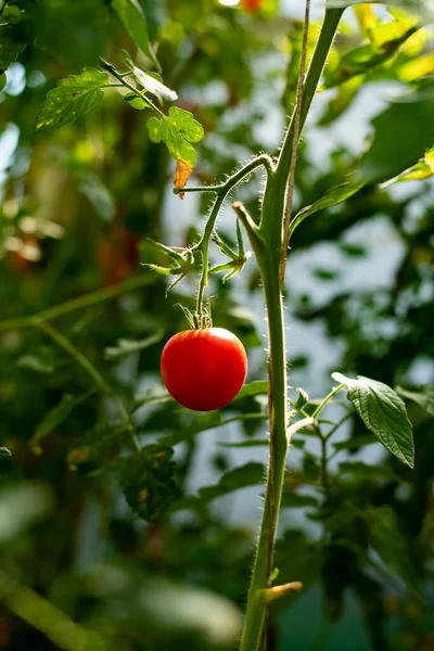つるの上に赤い熟したトマトの垂直閉鎖 — ストック写真