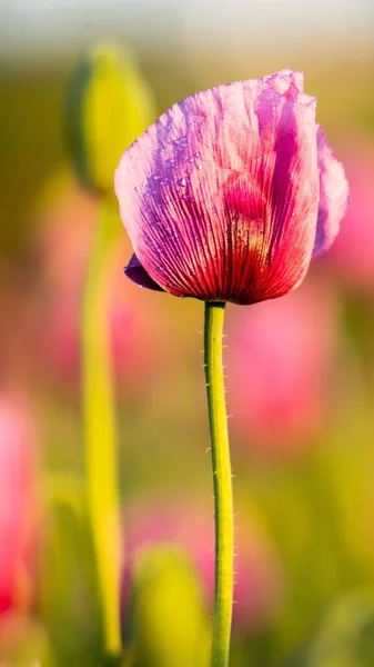 Closeup Skud Opiumvalmue Blomst Sløret Baggrund Papaver Somniferum - Stock-foto
