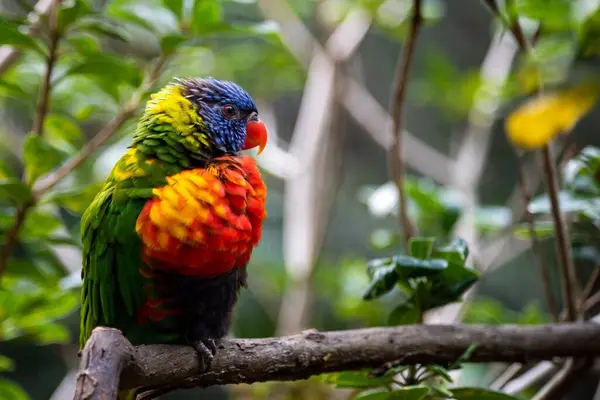 Papagaio Loriini Colorido Empoleirado Galho Árvore Verde — Fotografia de Stock