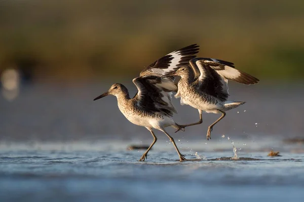 Die Weidenvögel Sind Bereit Vom Ufer Wegzufliegen — Stockfoto