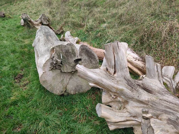 Two white dead trees cut down in the meadow