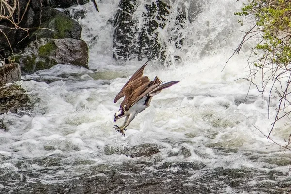 Águila Pescadora Sobrevolando Río Espumoso — Foto de Stock