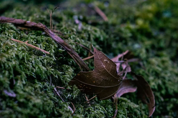 Closeup Fallen Autumn Leaf — Stock Photo, Image