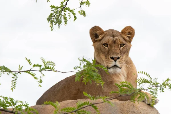 Lioness Lying Rock Some Tree Branches — Stock Photo, Image