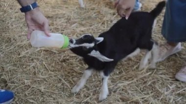 Bir insan bir keçiyi sütle besler.