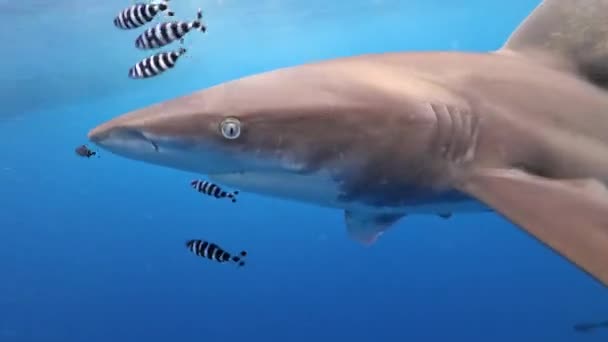 Tubarão Ponta Branca Assustador Oceânico Nada Por Mergulhadores Água Clara — Vídeo de Stock