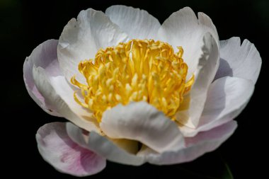 Bahçede yetişen Çin şakayığının (Paeonia lactiflora) makro görüntüsü.