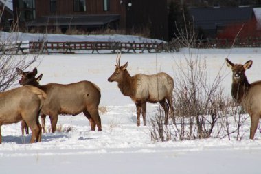 Kırsal evlerin arka planında karların üzerinde duran çoklu kayalık dağ geyiğinin yakın çekimi.