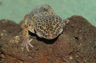 A closeup of a leopard gecko on rocks under the lights with a blurry background clipart