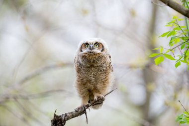 Bulanık arka planda bir ağaç dalında dinlenen Büyük Boynuzlu Baykuş (Bubo virginianus)
