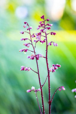 Heuchera Rubescens 'in dikey hali, doğal ve bulanık arka planda çiğ ile kaplı çiçekleri tarar.