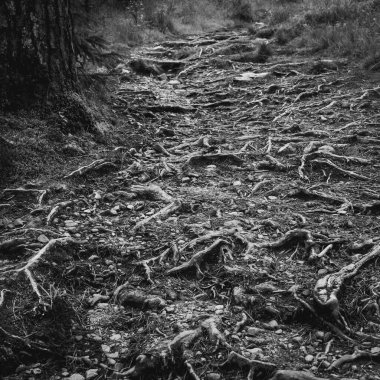 Kaya ve eski ağaç kökleriyle kaplı bir orman zemininin gri pulu.