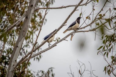 Bir ağaç dalına tünemiş iki Avrasyalı saksağanın yakın çekimi