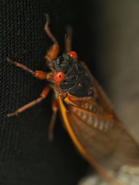 Bulanık arkaplanda bir ağustos böceğinin dikey görüntüsü