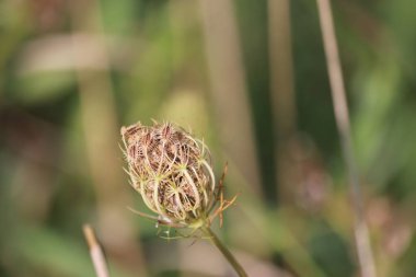 Bahçedeki bir Avrupa havucu (Daucus carota) bitkisinin yakın çekimi