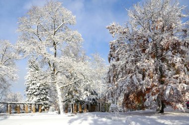 Güneşli bir kış gününde mavi gökyüzüne karşı yerel bir parkta karla kaplı ağaçlar.