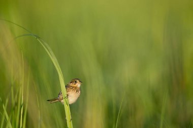 Bir Henslow serçesi yeşil çimlere tünemiş.