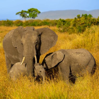 Afrika çalı filinin bebekleriyle altın tarlasında gün ışığında çekilmiş yakın plan bir fotoğrafı.