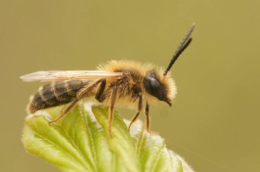 Colletes Cunicularius arısının bitkiye tünediği yakın plan.