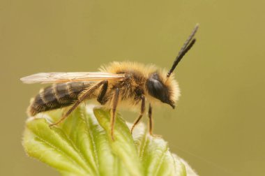 A closeup of Colletes cunicularius bee perching on plant clipart