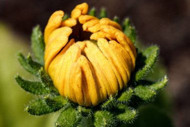 Kapalı bir ayçiçeğinin makrosu