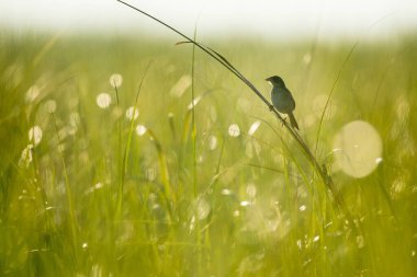 Bir Henslow serçesi yeşil çimlere tünemiş.