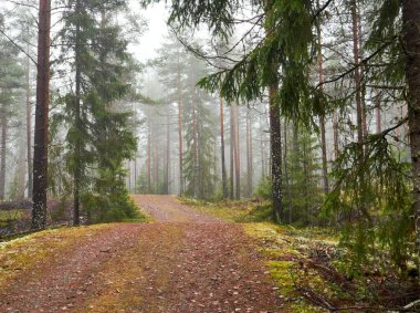 Uzun ağaçlı bir ormanda yürüme yolunun güzel bir görüntüsü.