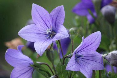 Botonisk bahçesi Oslo, Norveç 'te mavi balon çiçeklerine (Platycodon grandiflorus) yakın çekim