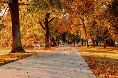 Hırvatistan 'ın Cakovec kentinde sonbahar ağaçlarının ve yaprakların renkleri ile güzel parkta yol