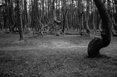 Baltık ormanındaki eğri büğrü kuru ağaçların gri tonlu görüntüsü.