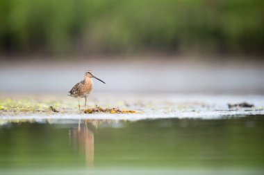 Gölün kıyısına tünemiş kısa gagalı bir Dowitcher.