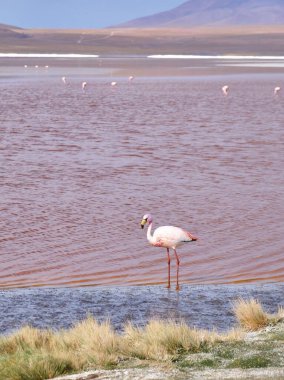 Flamingo kırmızı gölde duruyor, Bolivya, And Dağları