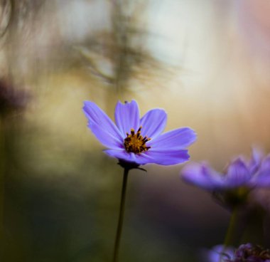 Bulanık arka planda bir bahçe kozmosunun yakın plan çekimi.