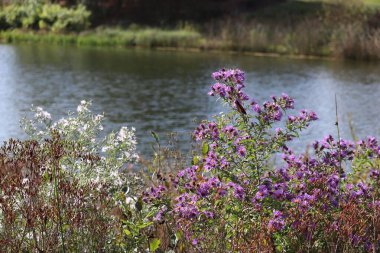 Mor paskalya çiçekleri bir gölün kıyısında büyüyor.
