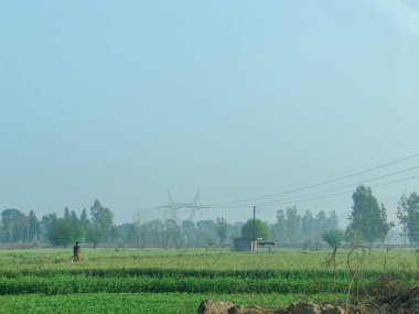 Tarlada bisikletli bir çocuk. Üzerinde elektrik kabloları olan bir çocuk. Ağaçların ve mavi gökyüzünün önünde.