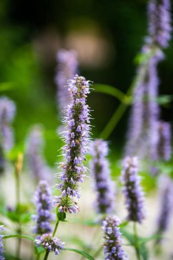 Yüzeyde sığ bir odak noktasında kırışık dev bir su hortumunun dikey görüntüsü.