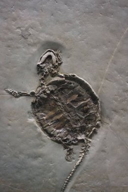 Eski bir hayvanın izine sahip toprak bir yüzeyin dikey görüntüsü.