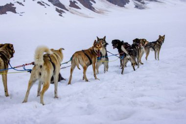Bir grup Sibiryalı Husky kızak köpeği Juneau, Alaska 'da yoldalar.