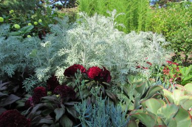Bahçedeki yeşil çalılıklarda büyüyen Celosia Tarak çiçeklerine yakın çekim