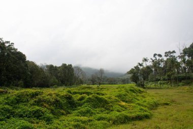 Tropikal bir ormanda, sisli havada uzun ağaçlarla dolu zengin, vahşi bir bitki örtüsü.